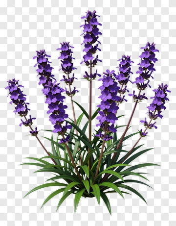 Lavender Flower Plant PNG