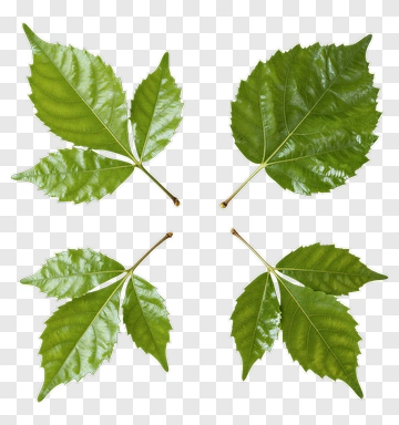 Four Green Leaves Arranged In A Square PNG