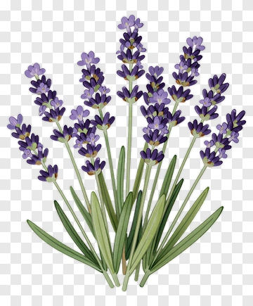 Lavender Bouquet Illustration PNG