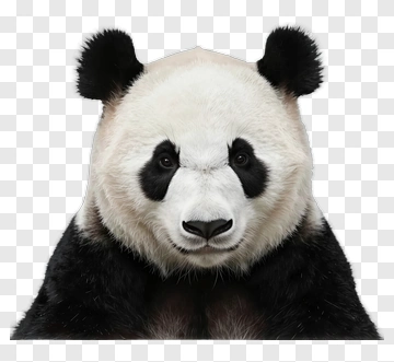 Panda PNG