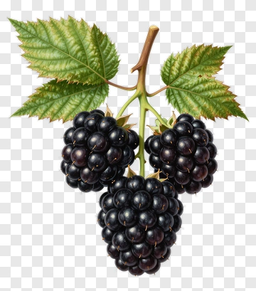 Blackberry With Green Leaves PNG