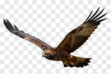 Hunting Hawk In Flight PNG