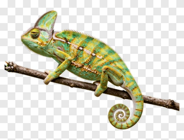 Chameleon On Branch PNG