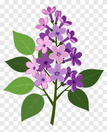 Lilac Flower With Green Leaves PNG