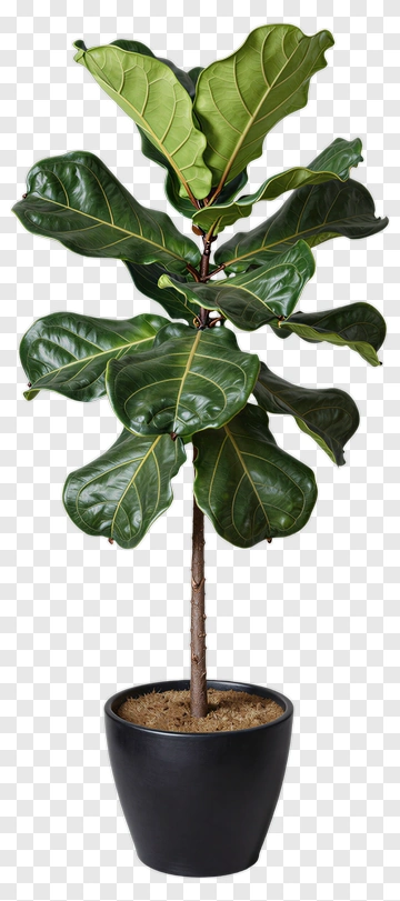 Fiddle Leaf Fig In Black Pot PNG