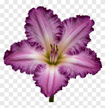 Purple Lily Flower PNG