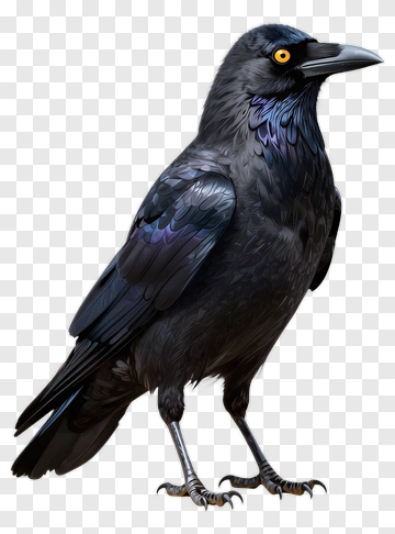Crow With Iridescent Feathers PNG