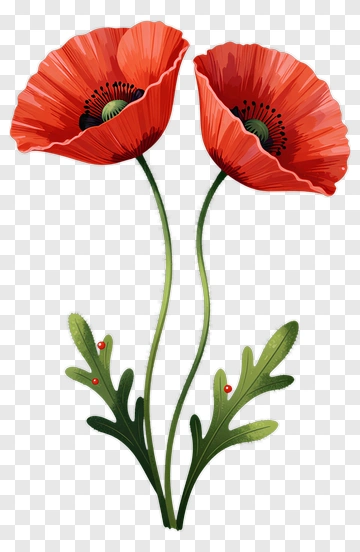 Two Red Poppies With Green Leaves PNG