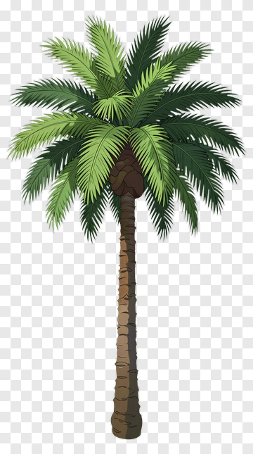 Palm Tree With Green Fronds PNG