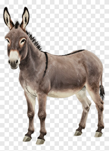 Donkey PNG