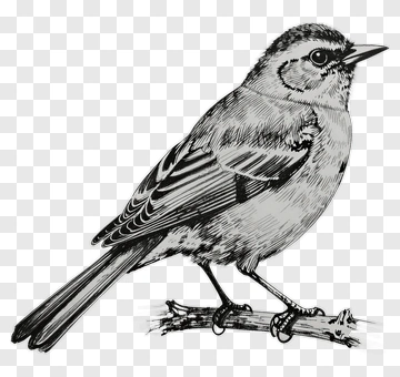 Hand Drawn Bird Perched On Branch PNG