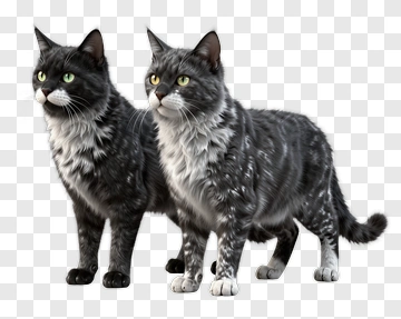 Two Gray And White Cats With Green Eyes PNG