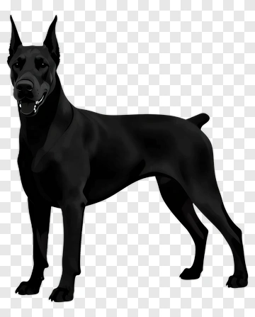 Black Doberman PNG