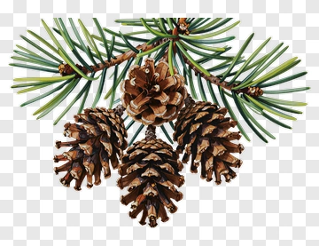 Pine Cone And Branch PNG