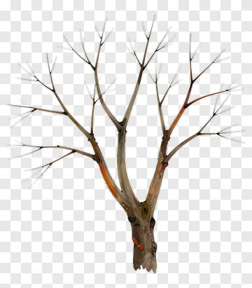 Bare Tree With Orange Accents PNG