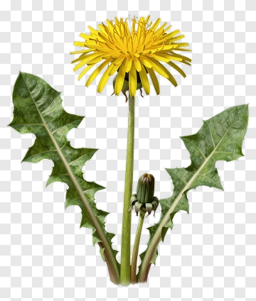 Yellow Dandelion With Green Leaves PNG