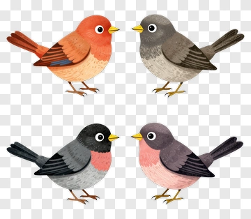 Four Cartoon Birds In Different Colors PNG