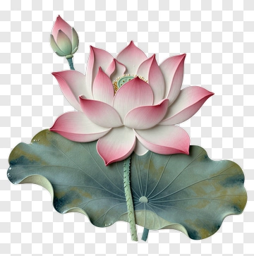 Lotus Flower With Bud And Leaf PNG