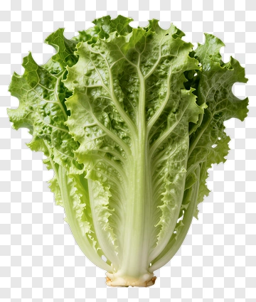Fresh Lettuce PNG
