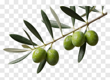 Olive Branch With Green Fruit PNG