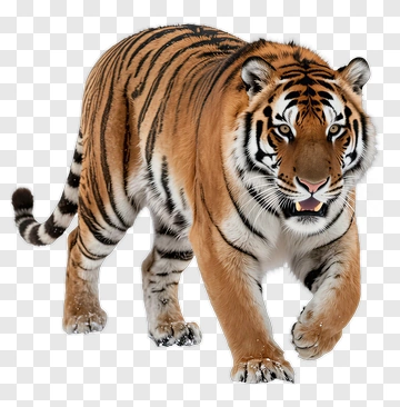 Tiger Walking In Snow PNG