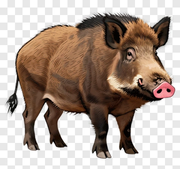 Wild Boar PNG