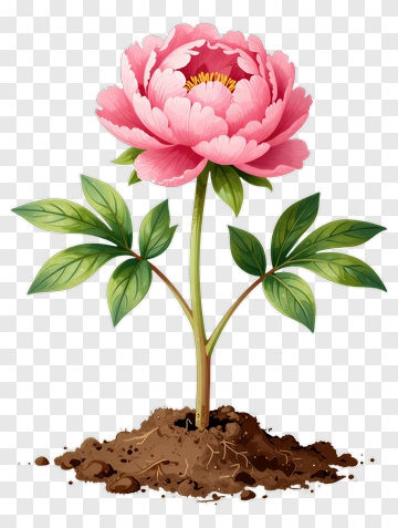 Pink Peony Flower With Green Leaves PNG