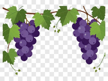Purple Grapes On Vine PNG