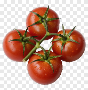 Cluster Of Fresh Tomatoes On Vine PNG