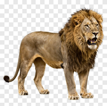 Male Lion Standing PNG