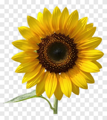 Sunflower In Full Bloom PNG