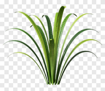 Green Plant With Long Leaves PNG