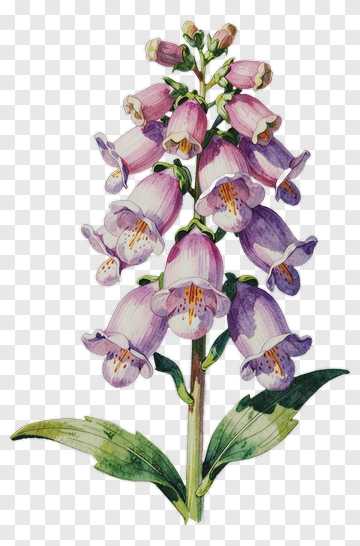 Foxglove Flower Watercolor Illustration PNG