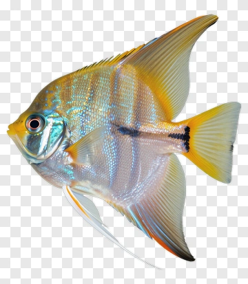 Colorful Fish PNG