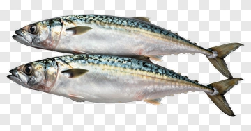 Two Mackerel Fish PNG