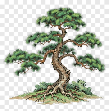 Chinese Style Pine Tree PNG