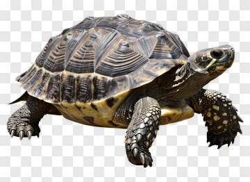 Turtle With Detailed Shell And Limbs PNG