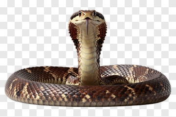Snake With Raised Hood PNG