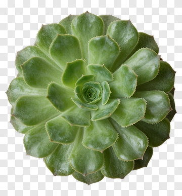 Top View Of A Succulent Plant PNG