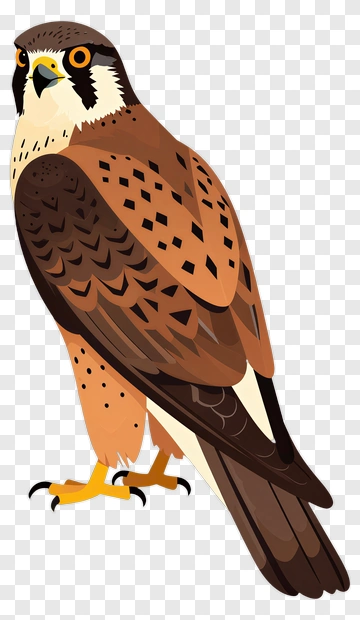 Falcon Illustration PNG