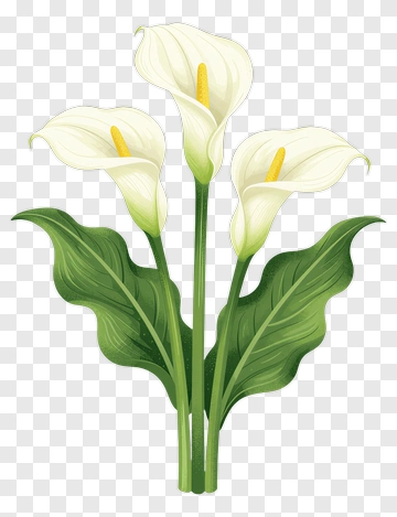 Three Calla Lilies With Green Leaves PNG