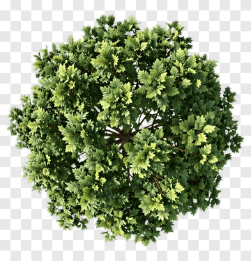 Top View Of A Dense Green Tree PNG