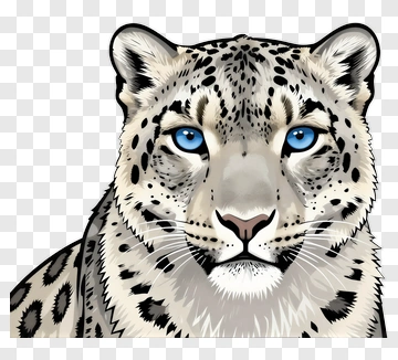 Snow Leopard Portrait PNG