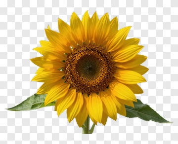 Sunflower With Green Leaves PNG