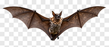 Bat In Flight PNG