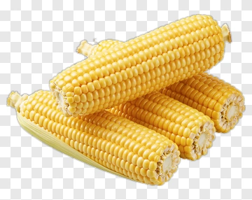 Fresh Yellow Corn Cobs PNG