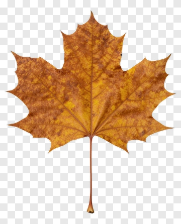 Maple Leaf On Soil PNG