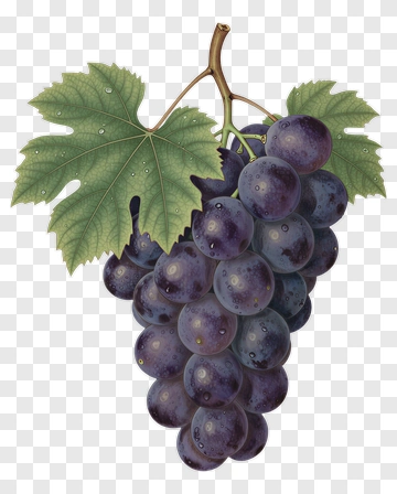 Cluster Of Purple Grapes With Green Leaves PNG