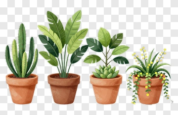 Four Potted Plants In Terracotta Pots PNG