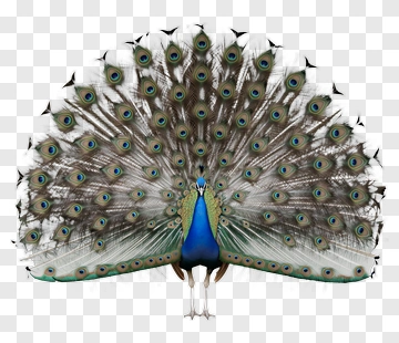 Peacock Displaying Its Feathers PNG